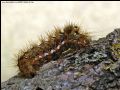 Acronicta rumicis