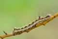 Acronicta (Triaena) tridens