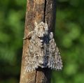 Acronicta (Acronicta) aceris