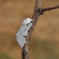 Acronicta (Acronicta) leporina