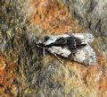 Acronicta (Jocheaera) alni