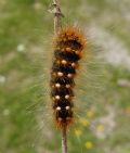 Acronicta (Viminia) auricoma