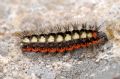 Acronicta euphorbiae