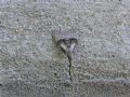 Meganola togatulalis