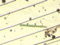 Anabaena sp.