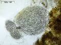 Nostocales