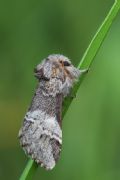 Drymonia dodonaea