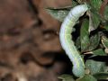 Drymonia ruficornis