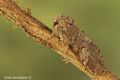 Drymonia ruficornis