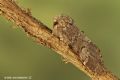 Drymonia ruficornis