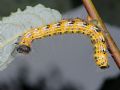 Phalera bucephala