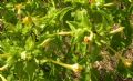 Mirabilis jalapa