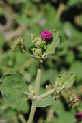 Boerhavia coccinea