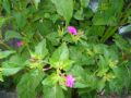 Mirabilis jalapa