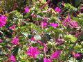 Mirabilis jalapa