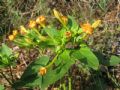 Mirabilis jalapa