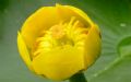 Nuphar lutea