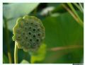 Nelumbo nucifera