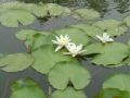 Nymphaea alba