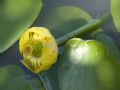 Nuphar lutea