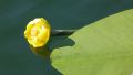 Nuphar lutea