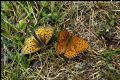 Argynnis adippe