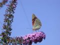 Argynnis pandora