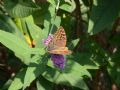 Argynnis pandora