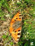 Aglais urticae