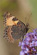 Aglais urticae