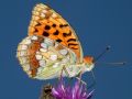 Argynnis (Fabriciana) adippe