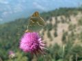 Argynnis pandora