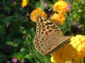 Argynnis pandora