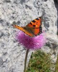 Aglais urticae