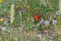 Aglais urticae