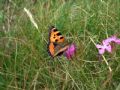 Aglais urticae