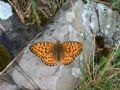 Argynnis niobe