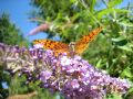 Argynnis adippe