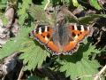 Aglais urticae