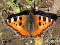 Aglais urticae