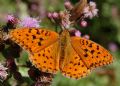 Argynnis adippe