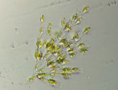 Dinobryonaceae