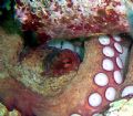 Octopus vulgaris