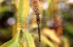 Corduliidae