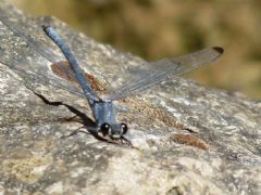 Euphaeidae