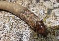 Odontocerum albicorne