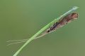 Odontocerum albicorne