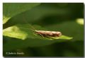 Odontocerum albicorne