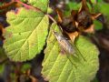 Oecanthus pellucens