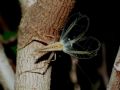 Oecanthus pellucens